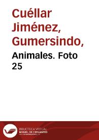 Animales. Foto 25 | Biblioteca Virtual Miguel de Cervantes