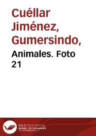 Animales. Foto 21 | Biblioteca Virtual Miguel de Cervantes