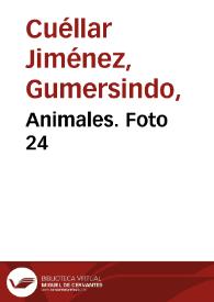 Animales. Foto 24 | Biblioteca Virtual Miguel de Cervantes